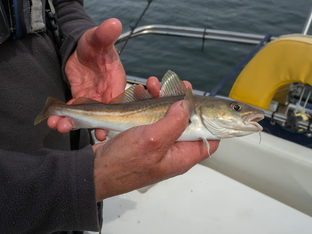 Photo of the codling Phil caught on this trip