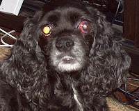 Dog Eye Patches2