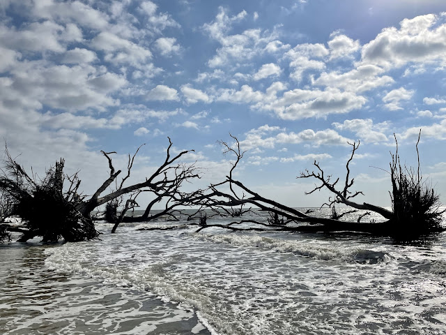 Two fallen trees with their root balls up in the air facing each other as the tide is pushing out. The water is ankle deep and there are sprays of white bubbles everywhere.