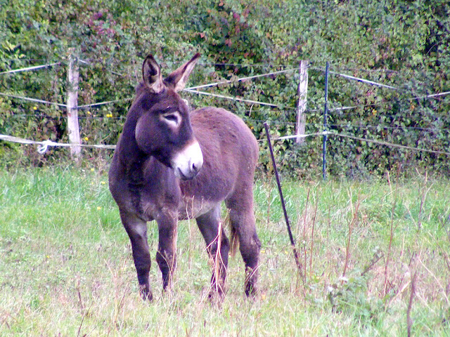 Donkey in a field, Indre et Loire, France. Photo by Loire Valley Time Travel.