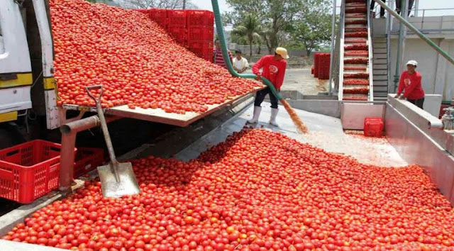 Alt: = "heap of tomato fruits in tomato processing plant"
