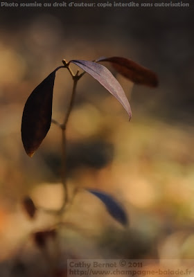 Les feuilles pourpres du troène en hiver