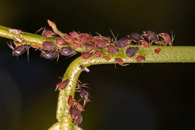 Natural pest control in your garden