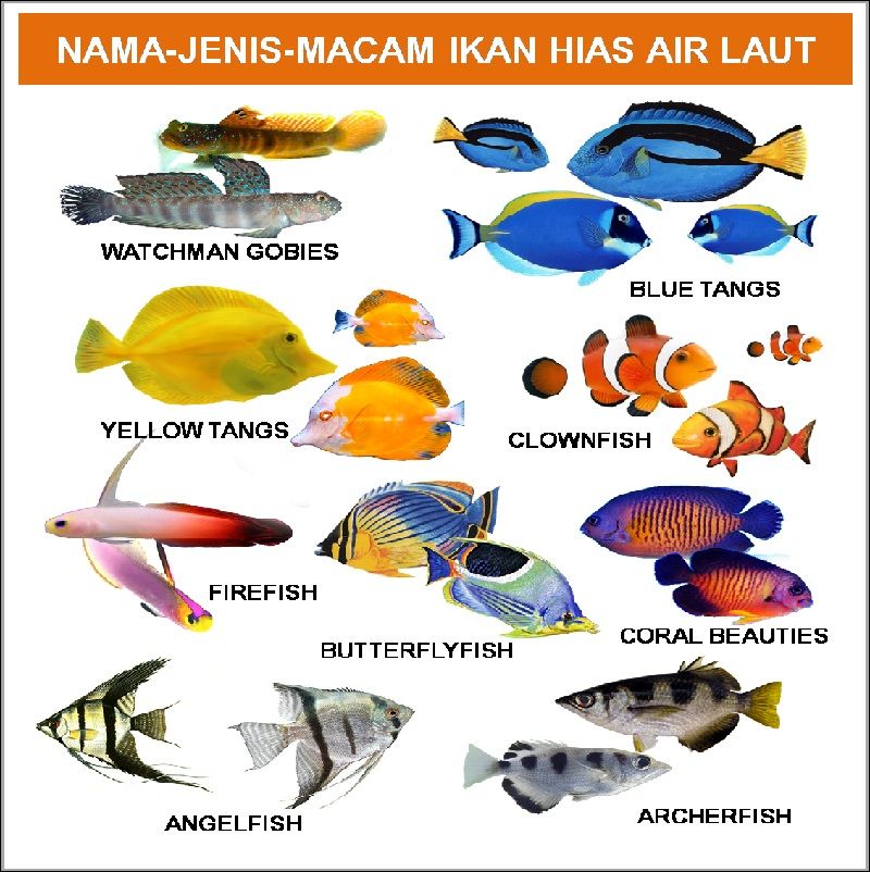  Nama  Nama  Ikan  Hias  Air  Tawar  Air  Laut Air  Payau 