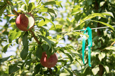 Kingsburg Orchard