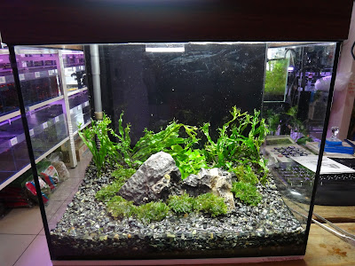 √画像をダウンロード 水草 大磯 砂 659259