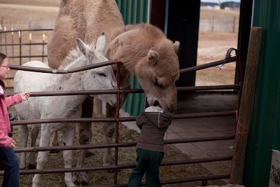 Camello devorando a un niño