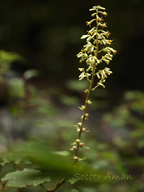 Parasenecio farfarifolius