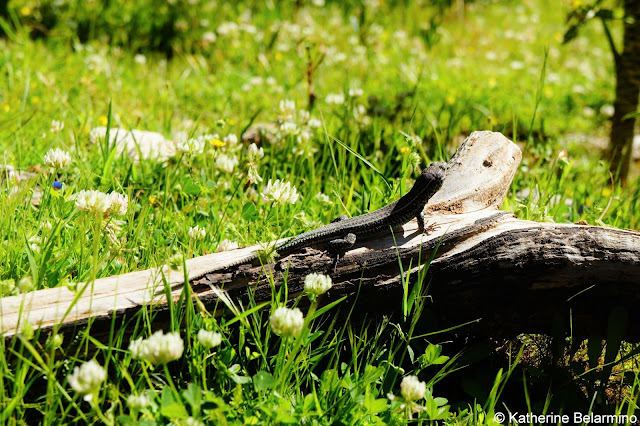 Lizard on the Plateau Samaria Gorge Hike Crete Greece