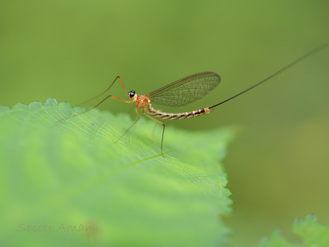 Dipteromimus tipuliformis