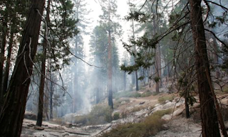 Sanctuary city illegal immigrant sparks $61 million fire in Sequoia National Forest 