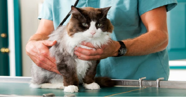 What should know about cats vaccination