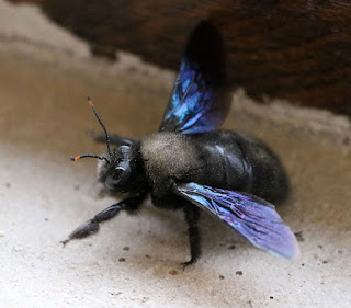 A big black bee