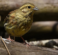 Escribano soteño (Emberiza cirlus)