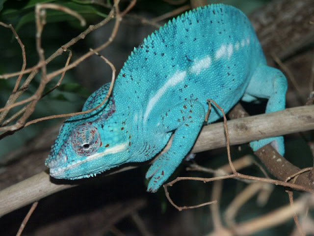 panther chameleon