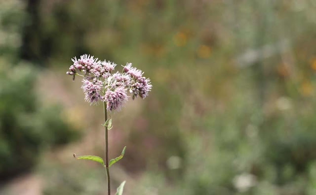 Joe-Pye Weed Flowers