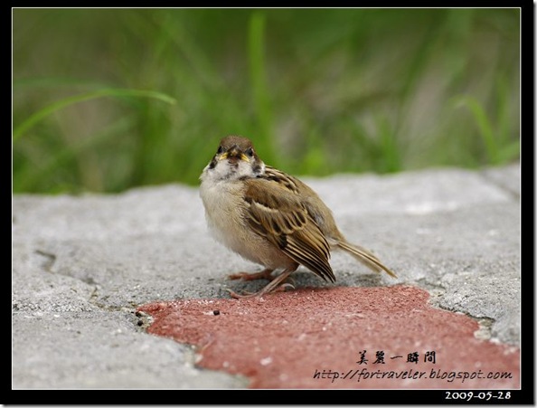 麻雀(2009-05-28花農)1607