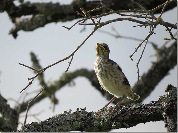 Mockingbird_BabyonBranch