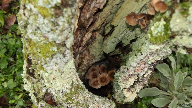 Des champignons sur un prunier blessé