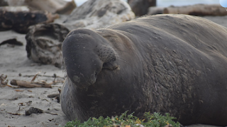 Gajah Laut