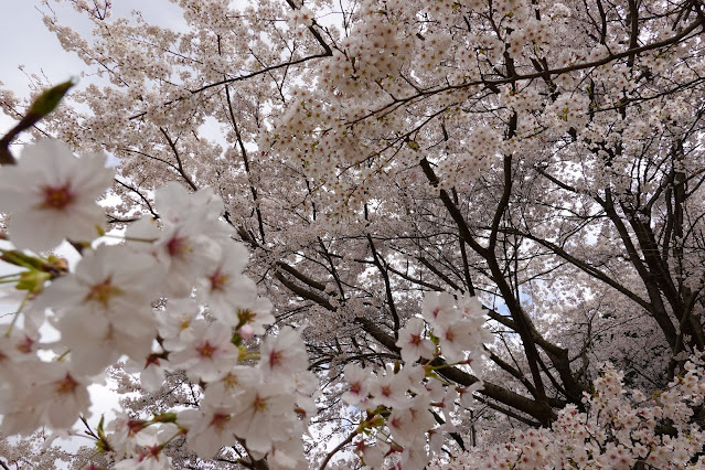 とっとり花回廊　桜の広場　ソメイヨシノ（染井吉野）