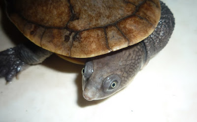 kura kura leher panjang (Chelodina novaeguineae)