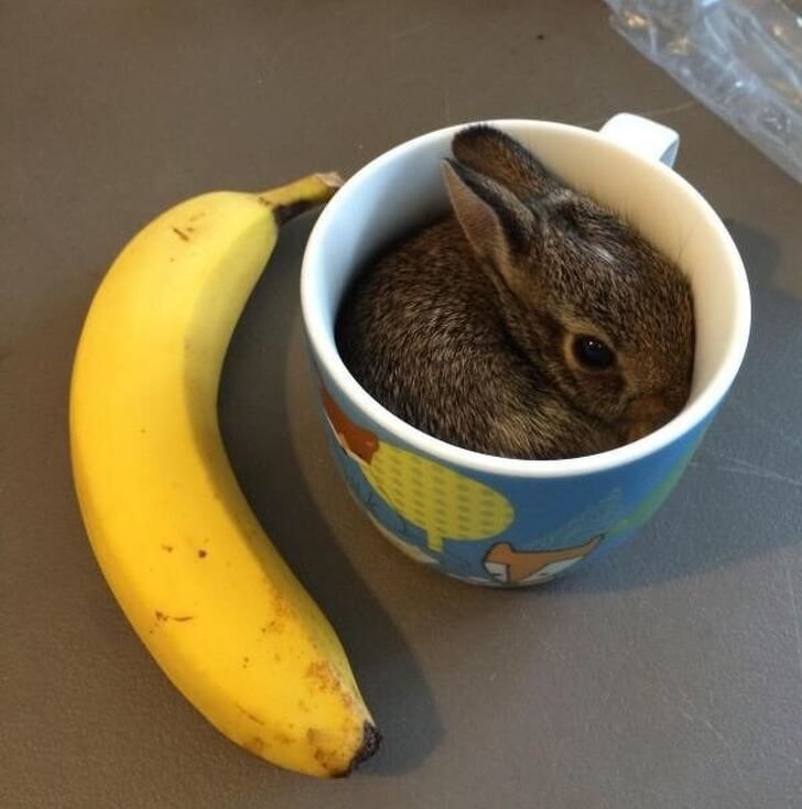 33 Cute Pictures Of Bunnies That Immediately Put Us In The Easter Spirit