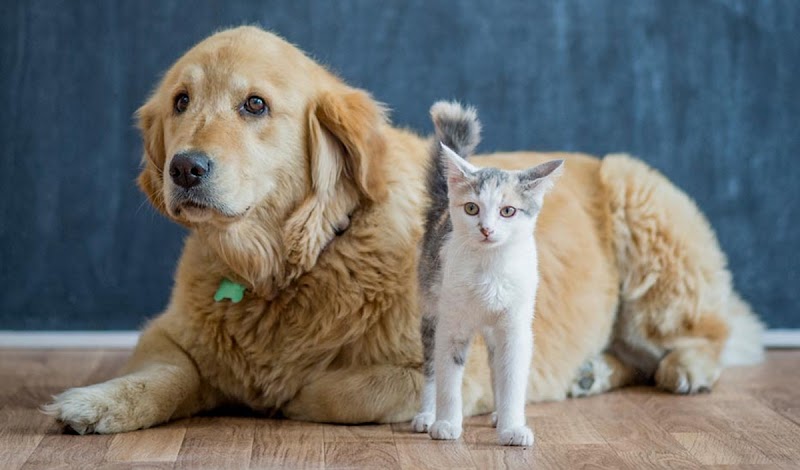 Proyecto de ley busca prohibir ventas de perros y gatos en tiendas de mascotas en Nueva York