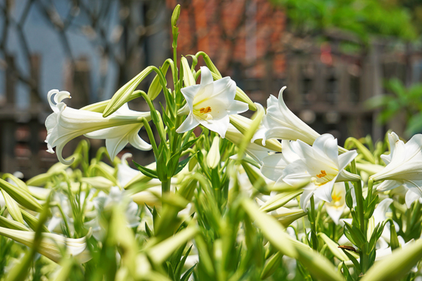 雲林四湖中湖百合花園鐵砲百合花海美不勝收，古厝百合花賞心悅目