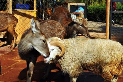 amor entre oveja y carnero