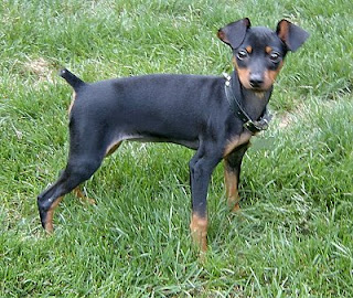 Miniature Pinscher