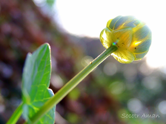 Caltha palustris