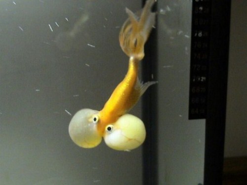 beautiful Bubble Eye Goldfish