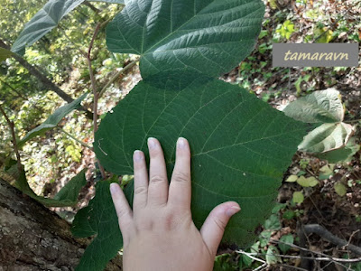 Липа маньчжурская (Tilia mandshurica)