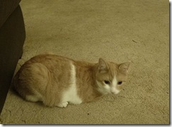 monty