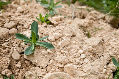 Jumilla, Plantas silvestres