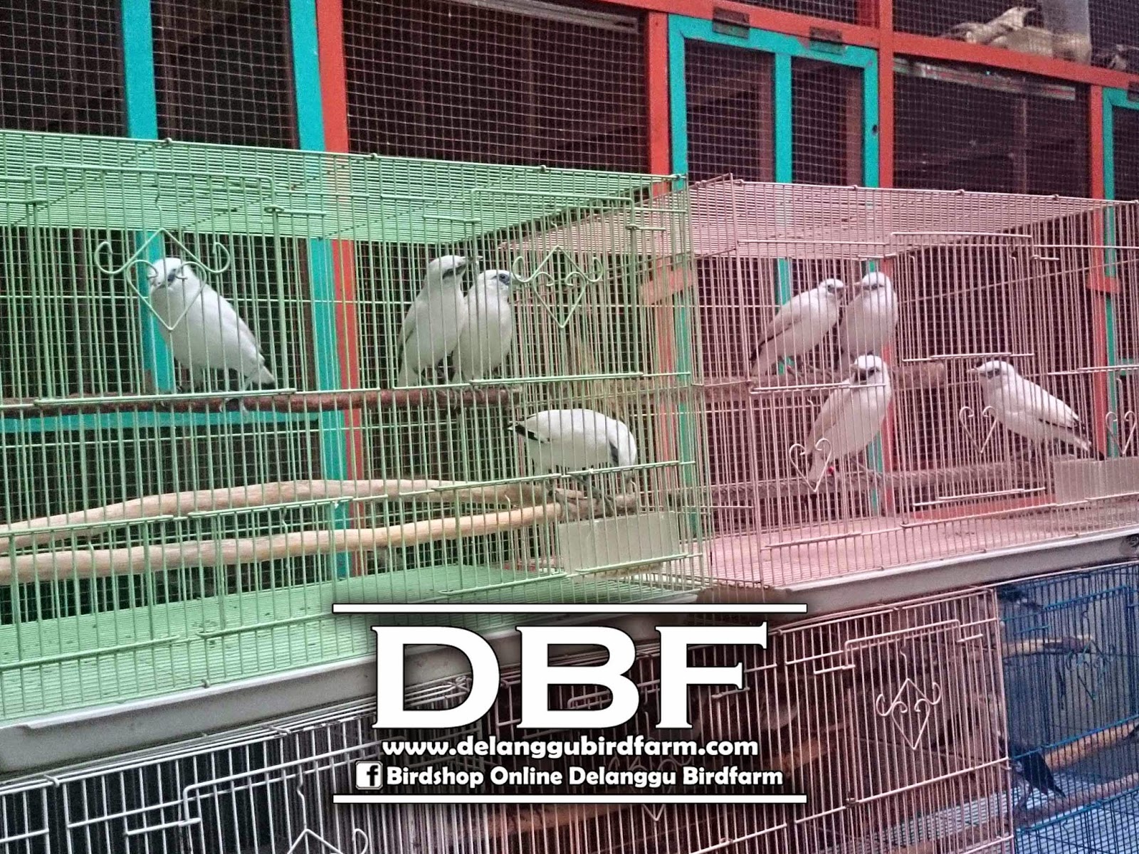 Jual Burung Jalak Bali Sertifikat Resmi ~ UD. Delanggu 