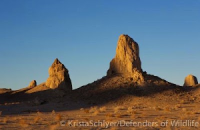 Defending A Desert Icon