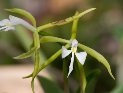 Epidendrum oerstedii orchid plant care and culture