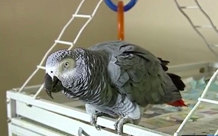 Unbelievable! Parrot Set to Testify in Court Against the Person Who Killed Its Owner (Photo)