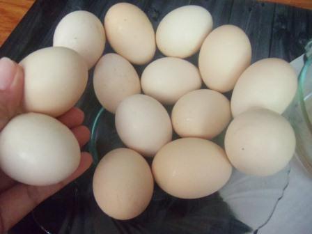 Mengenali Telur Ayam Kampung [Asli]  Kidung Kinanthi