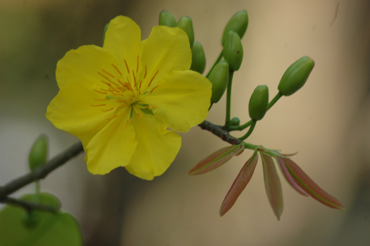 Hình nền hoa Mai, cành Đào mừng Xuân 2013 ~ Blog thông tin ...