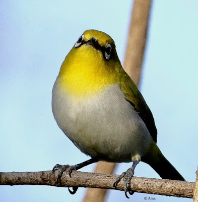 "Indian White-eye (Zosterops palpebrosus), a small and lively songbird. Distinctive yellow-green plumage with a white eye-ring. Resident perched on a branch.".