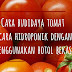 Botol Bekas Juga Bisa Digunakan Untuk Budidaya Tomat Hidroponik Lho...
