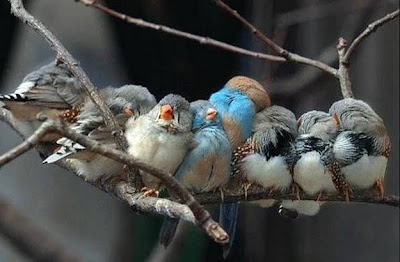 Pajaritos en la siesta