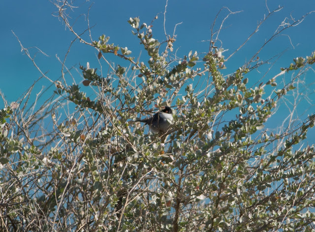 Sardinian Warbler - Playa de Muro Steg, Mallorca