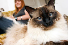 Siamese cat