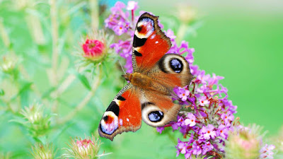 Beautiful-flower-image-wallpaper-with-butterfly-in-hd