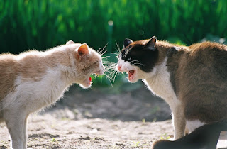 Cat Fight