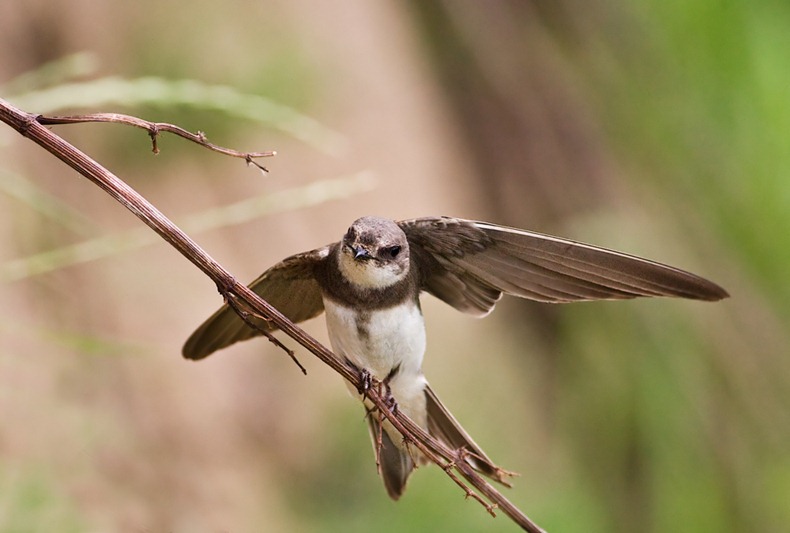 Sandmartins